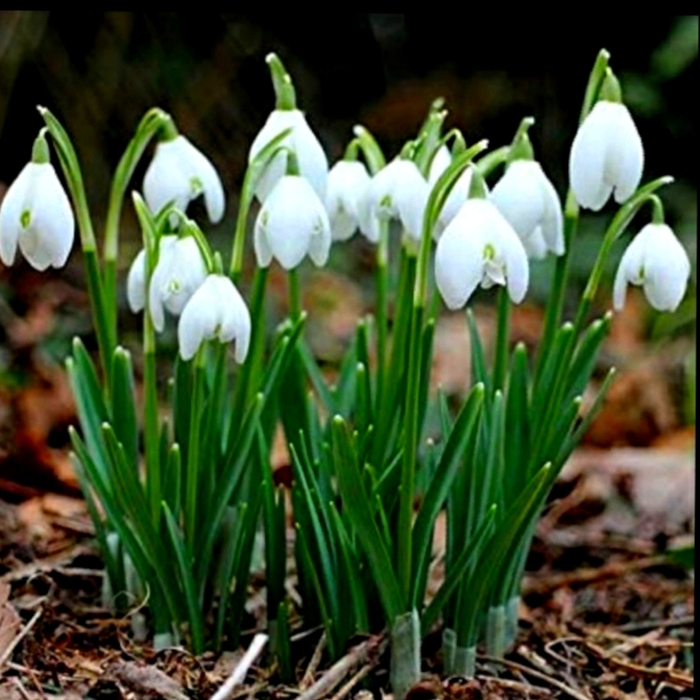 SNOW DROP BULBS/20 for $15